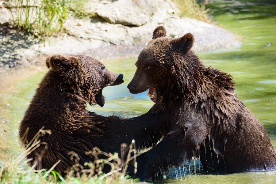 From Bucharest: Bear Sanctuary and Dracula Castle Day Tour - What to bring, what to skip, and who this fits