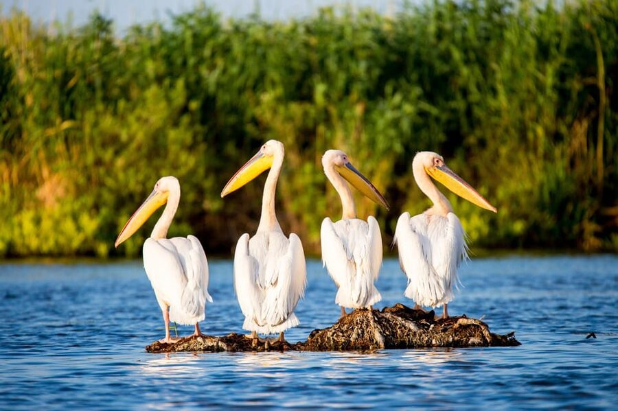 From Bucharest: Day Trip to Danube Delta - The 4 to 5 hour boat cruise: reeds, channels, and wildlife spotting