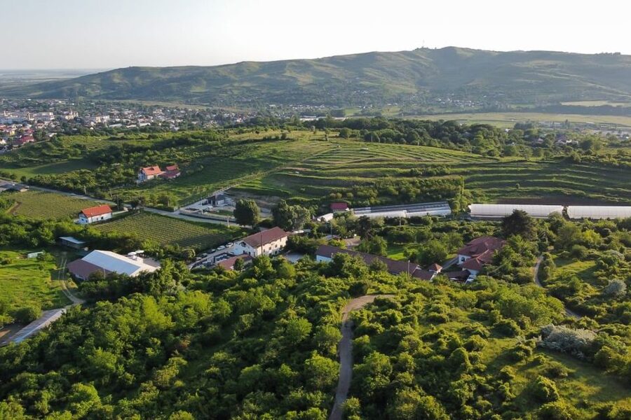 From Bucharest: Exclusive Dealu Mare Wine Tasting Tour - Key highlights at a glance