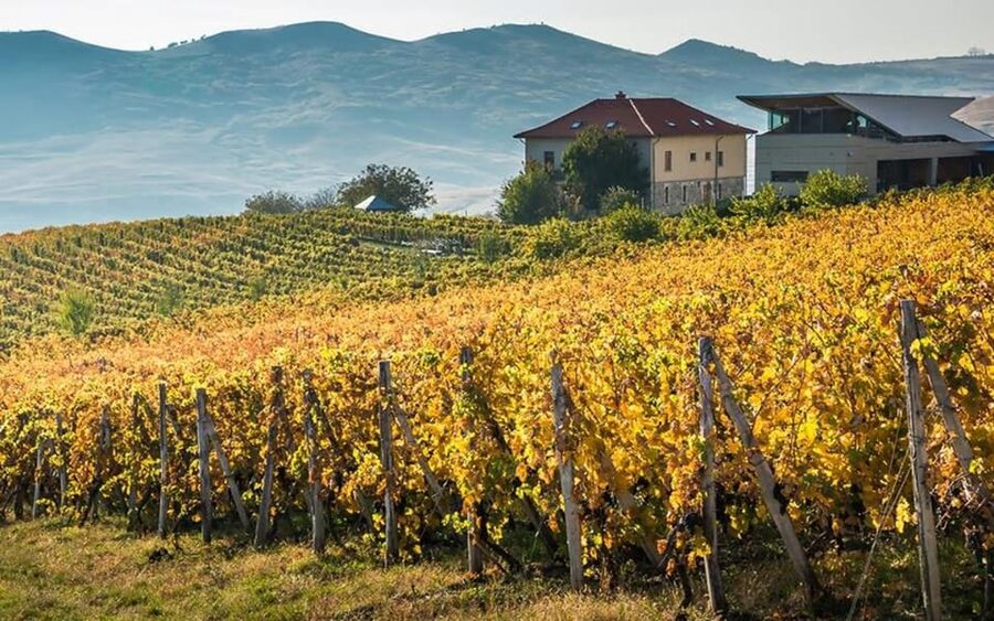 From Bucharest: Exclusive Dealu Mare Wine Tasting Tour - Lacerta Winery: Modern Cellars, Gravitation, and Six Wines
