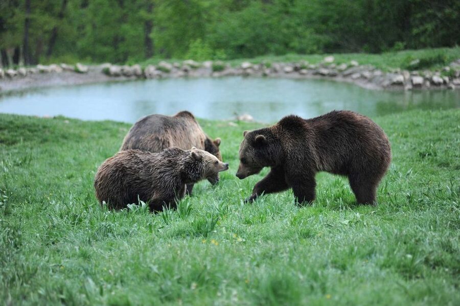 From Bucharest: Libearty Bear Sanctuary and Dracula's Castle - Who Should Book This Day Trip, and Who Should Skip It