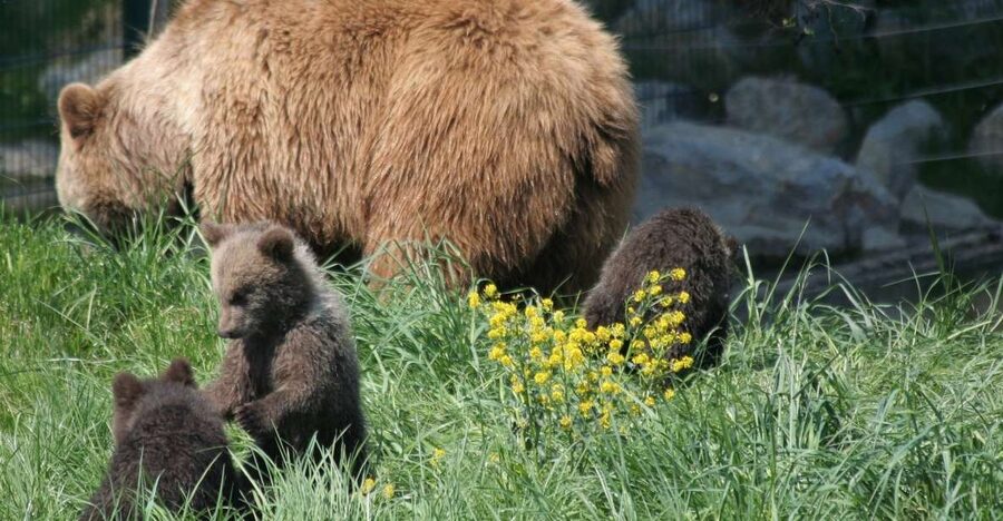 From Bucharest: Libearty Bear Sanctuary and Dracula's Castle - Should You Book This Bucharest to Transylvania Day Trip?