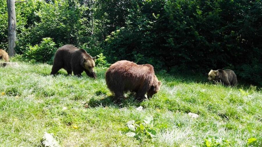 From Bucharest: Libearty Bear Sanctuary and Dracula's Castle - Libearty Bear Sanctuary in Zarnesti: Ethical Viewing With Real Human Purpose