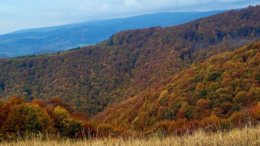 From Cluj-Napoca: Apuseni Mountains Hiking Guided Day Tour - Scarita-Belioara Botanical Reserve, rare plants, fungi, and real wildlife