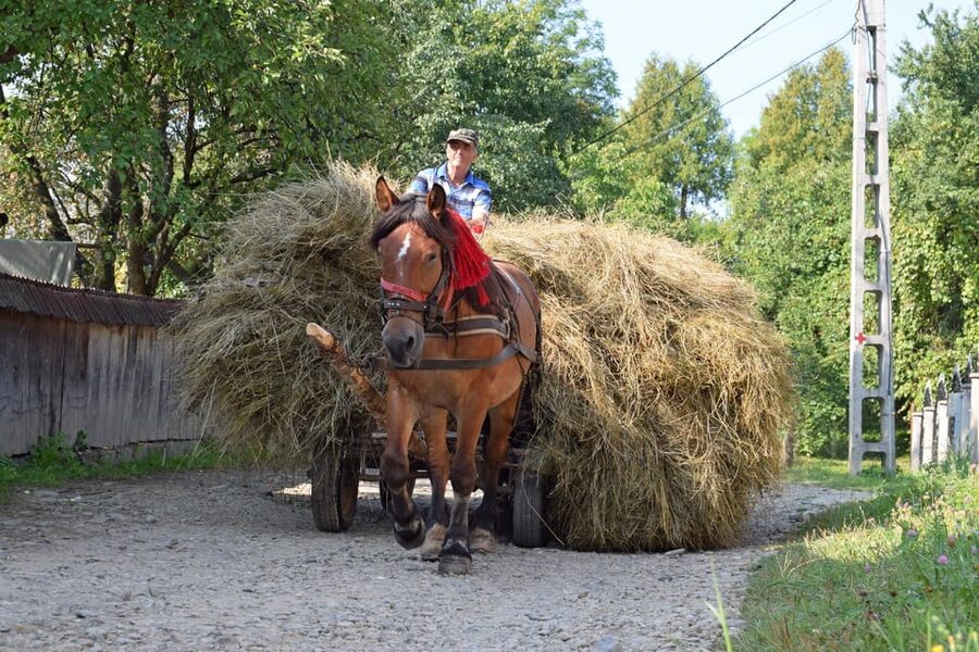 From Cluj-Napoca: Maramures Day Tour - Who should book this Maramureș day tour from Cluj