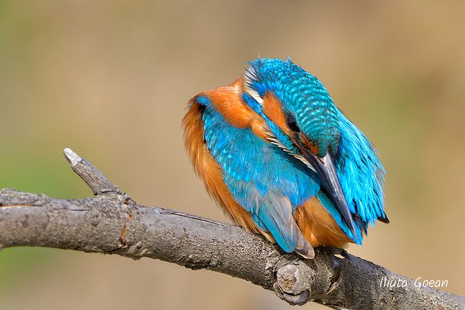 Guided Birdwatching day trip to the Danube Delta - private program - What You Can Expect to See: Birds, Water, and Seasonal Spotting