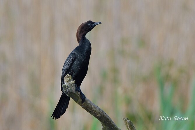 Guided Birdwatching day trip to the Danube Delta - private program - On the Water: Cruising Narrow Channels With a Local Captain