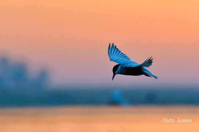 Guided Birdwatching day trip to the Danube Delta - private program - Price and Meals: The Real Value Behind $578.41 for Up to Six