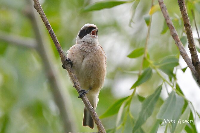 Guided Birdwatching day trip to the Danube Delta - private program - Who This Danube Delta Birdwatching Day Suits Best