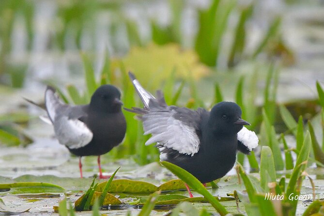 Guided Birdwatching day trip to the Danube Delta - private program - Tulcea Logistics: Meeting Point, Timing, and Mobile Ticket