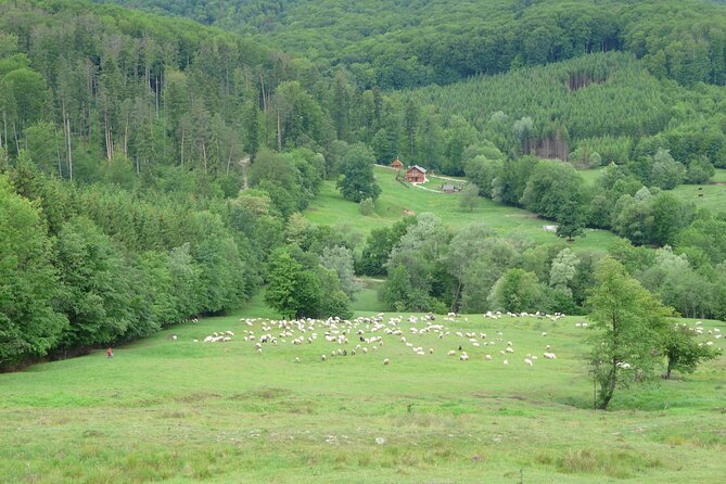Half Day Tour to Bucovina Painted Monasteries - Price and practical value: what $59.57 covers, and what you add in cash