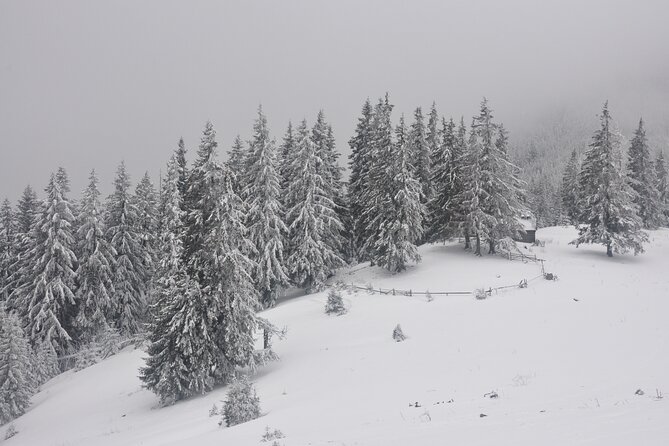 Hike in the Wild Private Photo Tour - Winter reality: wildlife tracks in snow, and weather that can change plans