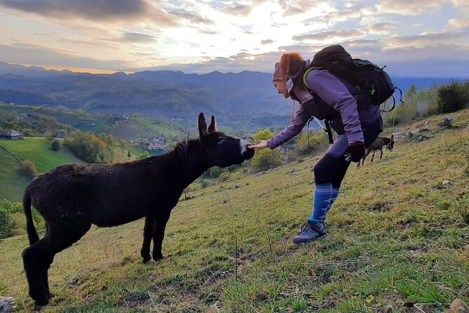 Hiking thought the best mountain villages in Romania-Private tour from Brasov - Transportation and Timing: Pickup at 8:30am in Brasov