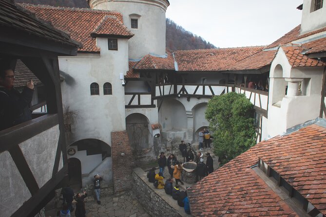 Legends&Wildlife Awaits: Dracula's Castle & Bear Sanctuary - A tight day from Bucharest, bears first, Dracula second
