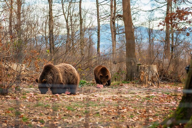 Legends&Wildlife Awaits: Dracula's Castle & Bear Sanctuary - Price and value: what you pay for, what you still handle