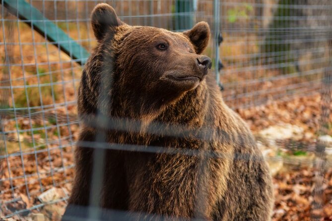 Legends&Wildlife Awaits: Dracula's Castle & Bear Sanctuary - What’s included on the day (and why it matters)