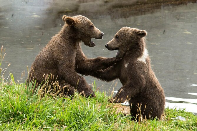 Libearty Bear Sanctuary and Dracula's Castle - Day Tour from Bucharest - From Bucharest to Transylvania, an 8 to 10 hour reality check