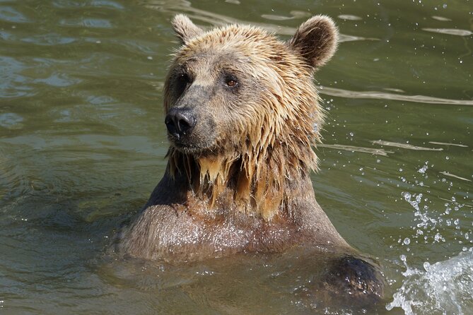 Libearty Bear Sanctuary and Dracula's Castle - Day Tour from Bucharest - How the forest visit changes your view of animal ethics