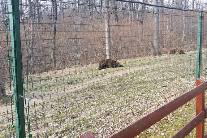 LiBearty Bear Sanctuary Zarnesti Small-Group Trip from Brasov - Key Things to Know Before You Go