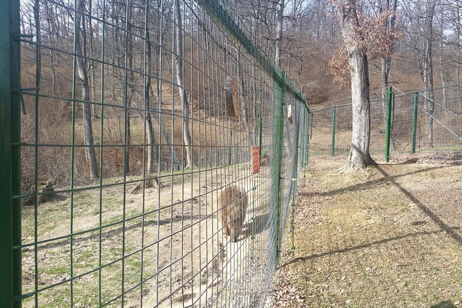 LiBearty Bear Sanctuary Zarnesti Small-Group Trip from Brasov - Brasov to Zarnesti: A Morning Trip That Beats the Usual Tourist Route