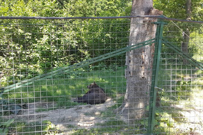 LiBearty Bear Sanctuary Zarnesti Small-Group Trip from Brasov - The Emotional Balance: How to Prepare for the Sad Parts