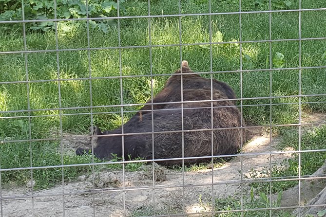 LiBearty Bear Sanctuary Zarnesti Small-Group Trip from Brasov - Photo Tax and Ticket Costs: Pricing That’s Honest