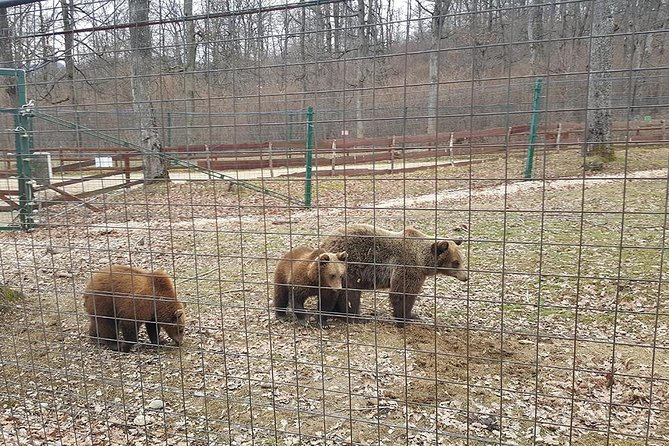 LiBearty Bear Sanctuary Zarnesti Small-Group Trip from Brasov - Small-Group Size: The Difference Between Hearing and Being Heard