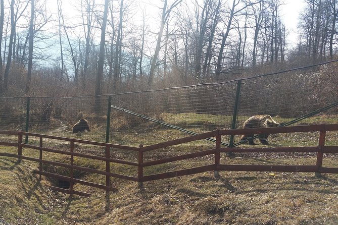 LiBearty Bear Sanctuary Zarnesti Small-Group Trip from Brasov - The One-Hour Libearty Guide Walk: Why It’s More Than a Bear Photo Stop