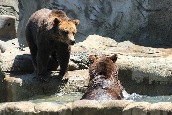 LiBEARty Brown Bear Sanctuary and the most important castles from Romania - From 7:00 am pickup to a full 11-hour story