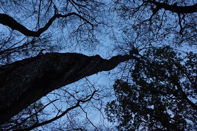 Night Tour in Hoia Baciu Forest - Your guide makes the stories work: Alex and Tudor’s style