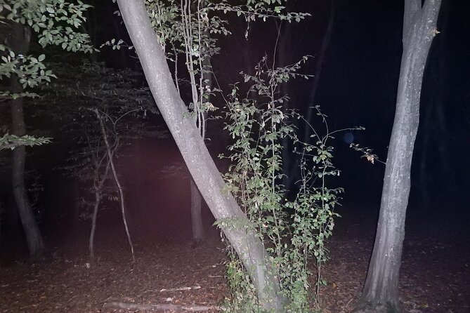Night Tour in Hoia Baciu Forest - Safety and comfort in the dark: how to enjoy it without rushing