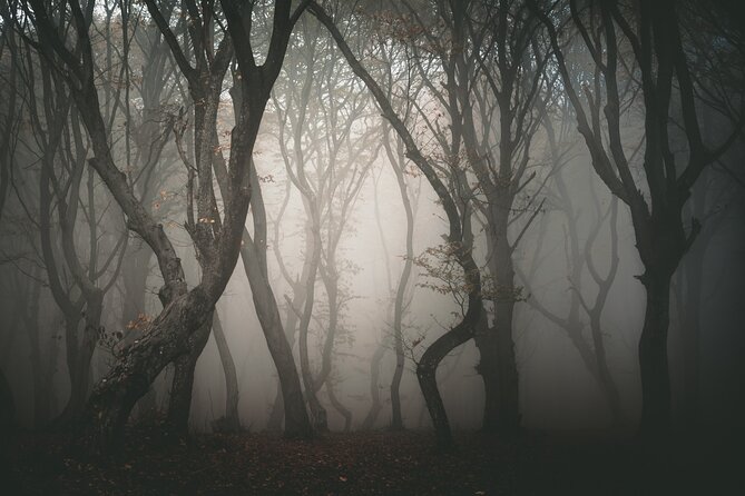 Night Tour in Hoia Baciu Forest - When to go: season, fog, and the late June crowd note