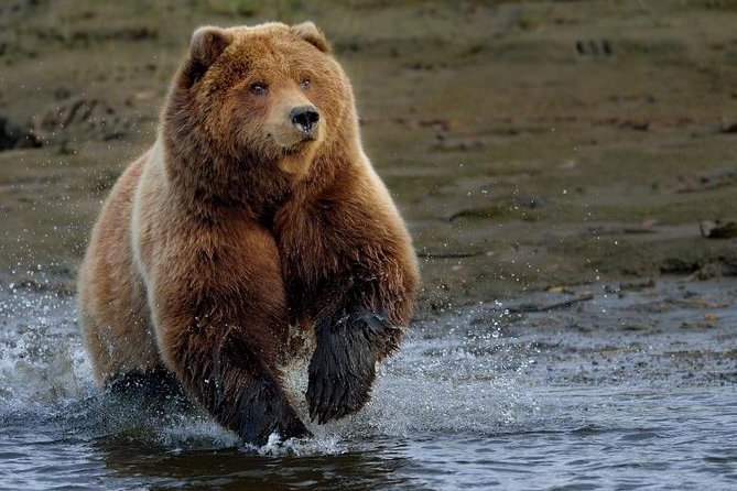 One day trip Bear Sanctuary Dracula Castel and Rasnov Fortress from Brasov - A One-Day Hit of Bears, Bran Castle, and Râșnov Fortress
