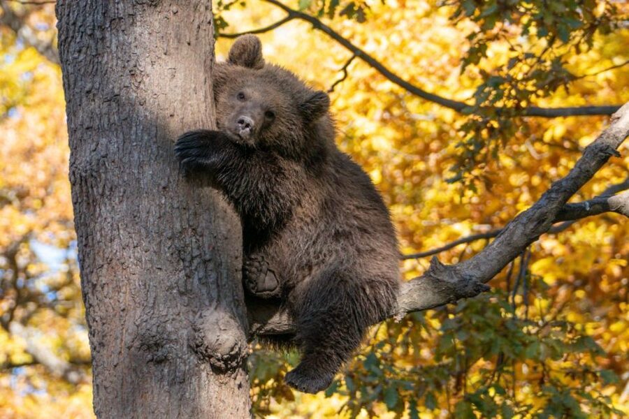 One day trip Bear Sanctuary, Dracula Castle - Key takeaways before you go