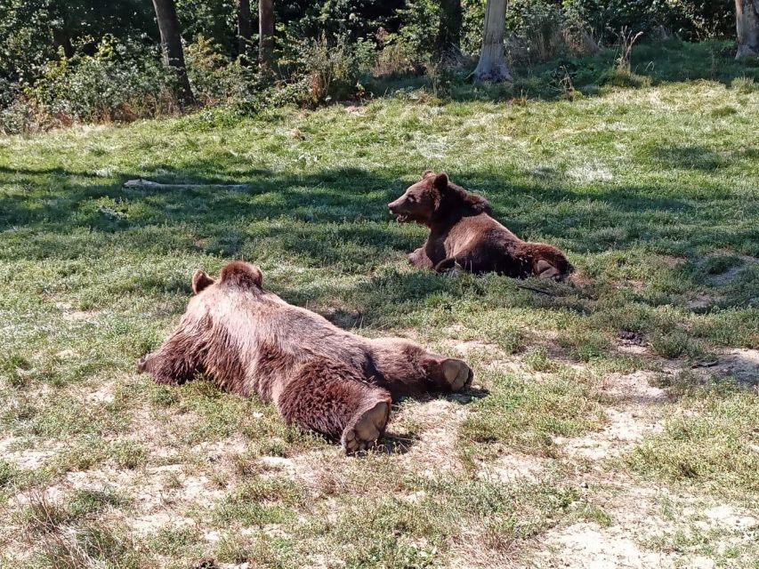 One day trip Bear Sanctuary, Dracula Castle - Price and Value: The Real Cost Beyond the $47 Tour