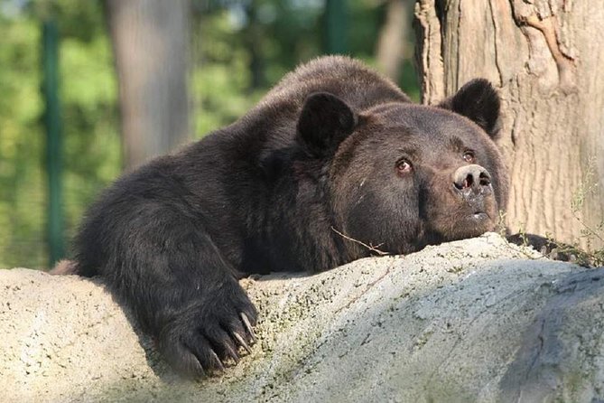 One day trip Bear Sanctuary, Dracula Castle, Rasnov Fortress from Brasov - Timing, What to Pack, and How Not to Feel Rushed