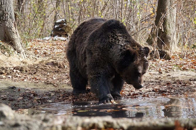 One day trip Bear Sanctuary, Dracula Castle, Rasnov Fortress from Brasov - Should You Book This Day Trip from Brasov?