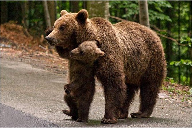 One day trip Bear Sanctuary, Dracula Castle, Rasnov Fortress from Brasov - Libearty Bear Sanctuary in Zărnești: Up-Close Viewing That Hits Hard