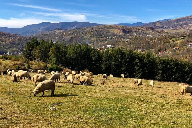 Original Carpathian Village Experience and Sinaia in one day tour - Price and logistics: what you pay for, and what can cost extra