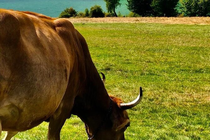 Original Carpathian Village Experience and Sinaia in one day tour - Paltinu Lake and the dam area: scenic break with a wild edge