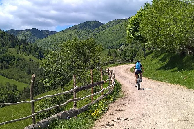 Perfect bike tour around Brasov - Secular oak forest: the protected, shady stretch you will remember