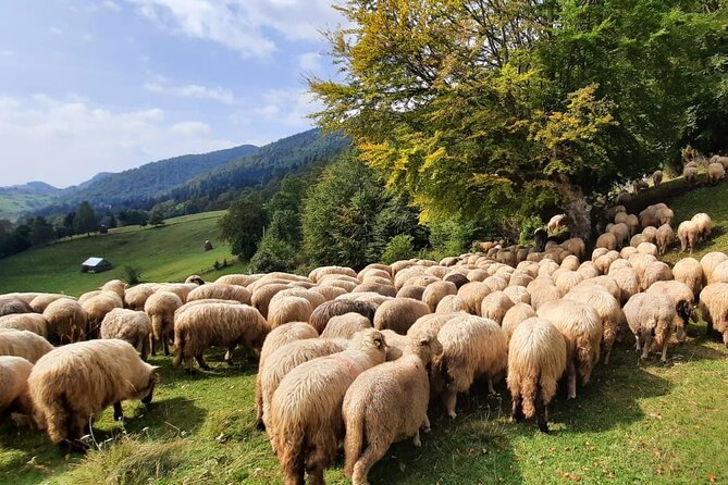 Pestera and Magura Full-Day Private Walking Tour from Brasov - Who should book this Pestera and Magura hike from Brasov