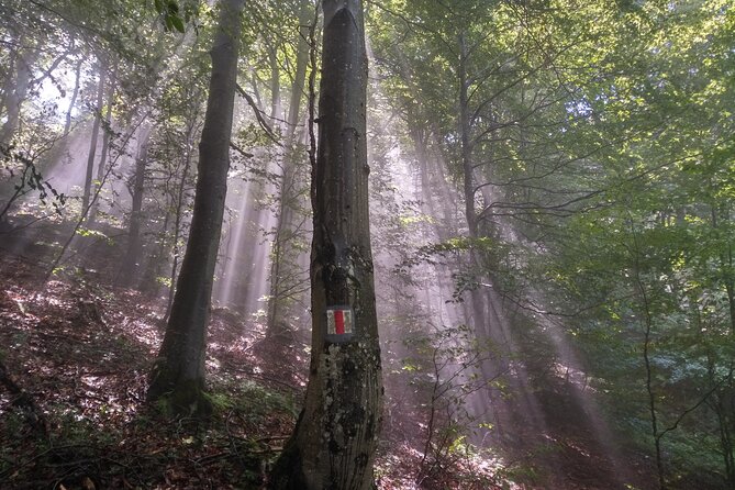 Piatra Craiului National Park Private Hiking Tour from Brasov - What the Hike Feels Like: Elevation, Scrambling, and Cable Assist