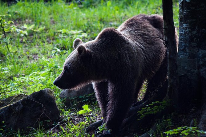 Private Brown Bear Watching Experience near Odorheiu Secuiesc - Key Points You’ll Care About