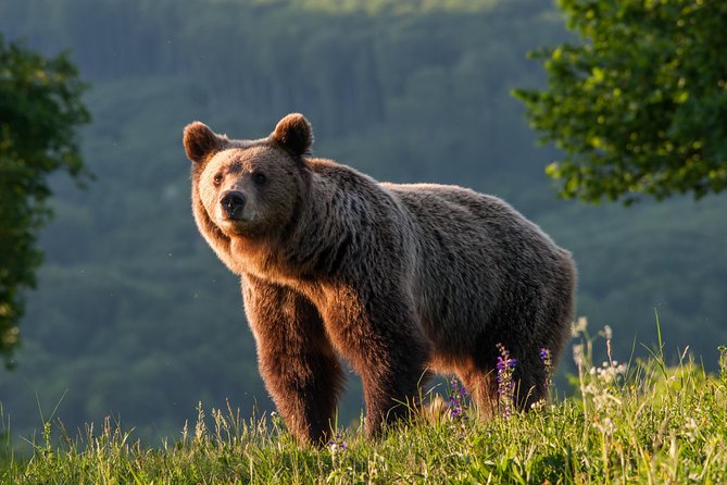 Private Brown Bear Watching Experience near Odorheiu Secuiesc - The 4WD Ride and the Short Walk to the Hide