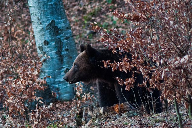 Private Brown Bear Watching Experience near Odorheiu Secuiesc - Life in the Hide: How the Waiting Game Really Works