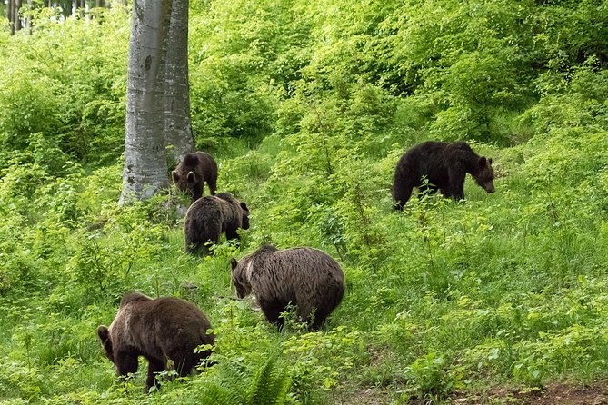 Private Brown Bear Watching Experience near Odorheiu Secuiesc - What You Might See: Bear Odds and the Surrounding Cast