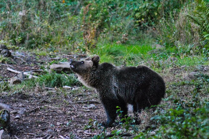 Private Brown Bear Watching Experience near Odorheiu Secuiesc - Safety and Comfort: Armed Guide and Practical Limits