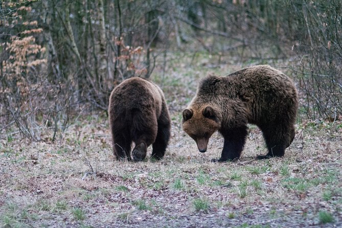 Private Brown Bear Watching Experience near Odorheiu Secuiesc - Price and Value: Is $82.80 Worth It?