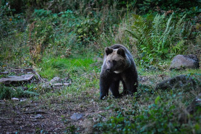 Private Brown Bear Watching Experience near Odorheiu Secuiesc - Who This Tour Fits Best